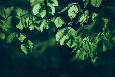 Close-up of leaves on tree