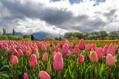 Pink tulips growing in field against cloudy sky
