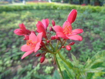 Close-up of pink flowers blooming in park