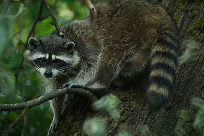 Portrait of raccoon on tree at forest