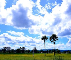 Palm trees on field against sky