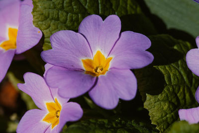 Close-up of purple flowering plant