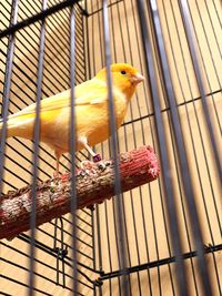 View of parrot in cage