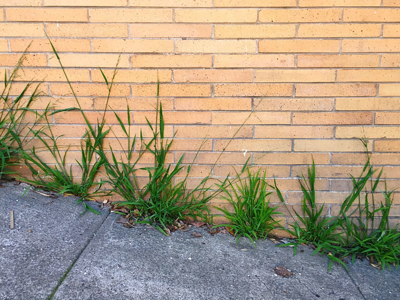 Grass in the cracks