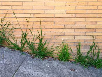 Close-up of plants