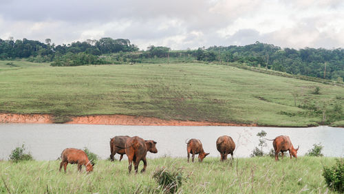 Buffalos grazing in a field