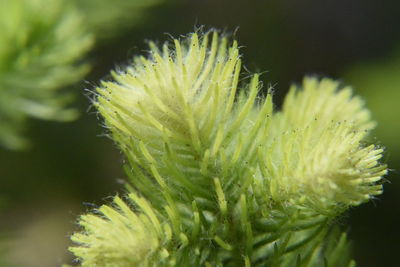 Close-up of succulent plant