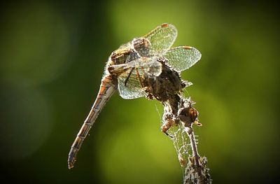 Close-up of insect on plant