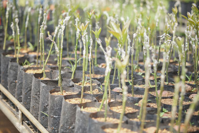 Close-up of plants on field