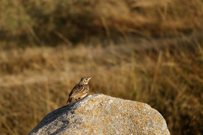 Bird perching on rock