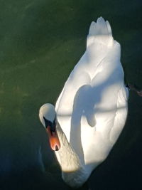Close-up of swan swimming in lake