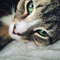 Close-up portrait of cat