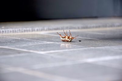 Dead insect on tiled floor