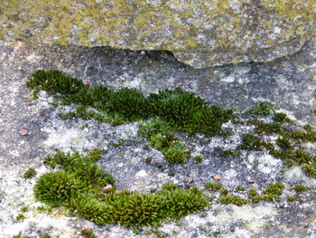 Close-up of plants growing on rock