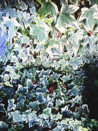 Full frame shot of succulent plants