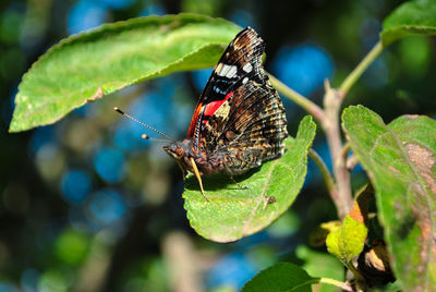 Close-up of butterfly on leaf