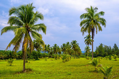 Palm trees on field against sky