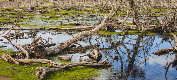 Reflection of tree in lake water