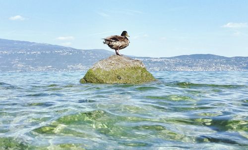 Bird perching on rock by sea against sky