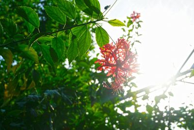 Low angle view of red flowers