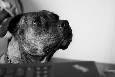 Close-up of amstaff dog looking away at home