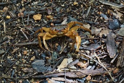 High angle view of tortoise on land