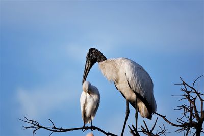 Low angle view of birds perching on branch against sky