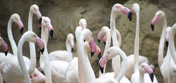 Close-up of birds