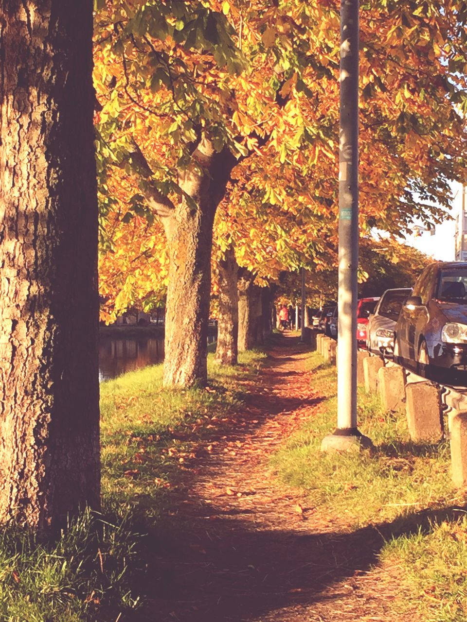 tree, tree trunk, autumn, grass, the way forward, park - man made space, built structure, architecture, empty, footpath, transportation, tranquility, nature, treelined, bench, growth, branch, building exterior, change, absence