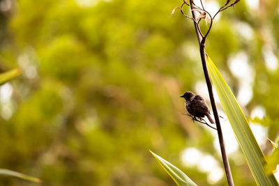 Close-up of bird perching on plant