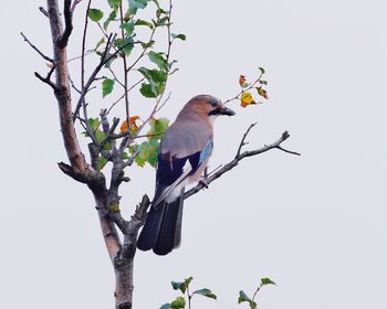Low angle view of bird perching on tree against sky