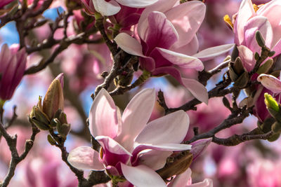 Close-up of pink cherry blossom tree