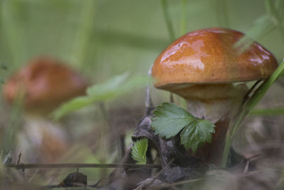 Close-up of mushroom growing outdoors