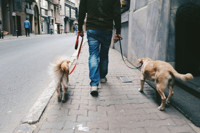 Low section of man walking with dogs on footpath