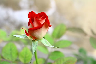 Close-up of red rose