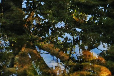 Low angle view of trees