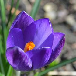 Close-up of purple flowers blooming