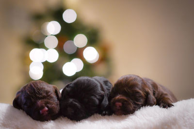Close-up of puppy sleeping