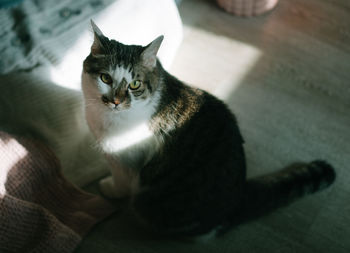 High angle view of cat relaxing at home