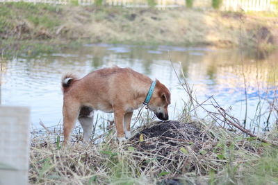 View of a dog on the ground