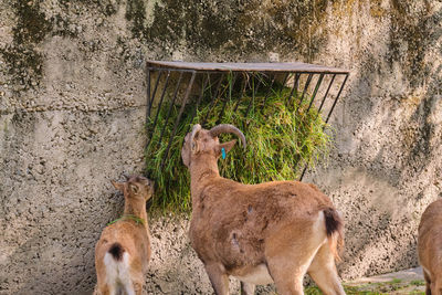 Close-up of horse standing against wall