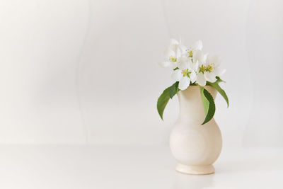 Close-up of white flowers in vase