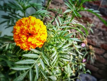 Close-up of flower blooming outdoors