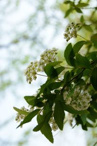 Close-up of plant