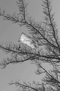 Low angle view of bare trees against sky