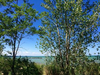 Trees on beach against clear blue sky