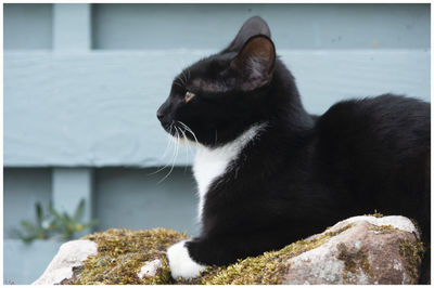 Black cat looking away