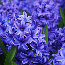 Close-up of purple flowering plant