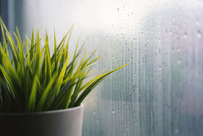 Close-up of potted plant by window during rainy season