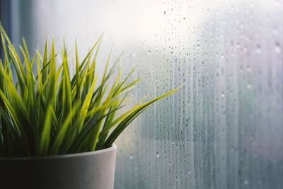 Close-up of wet plant against window during rainy season